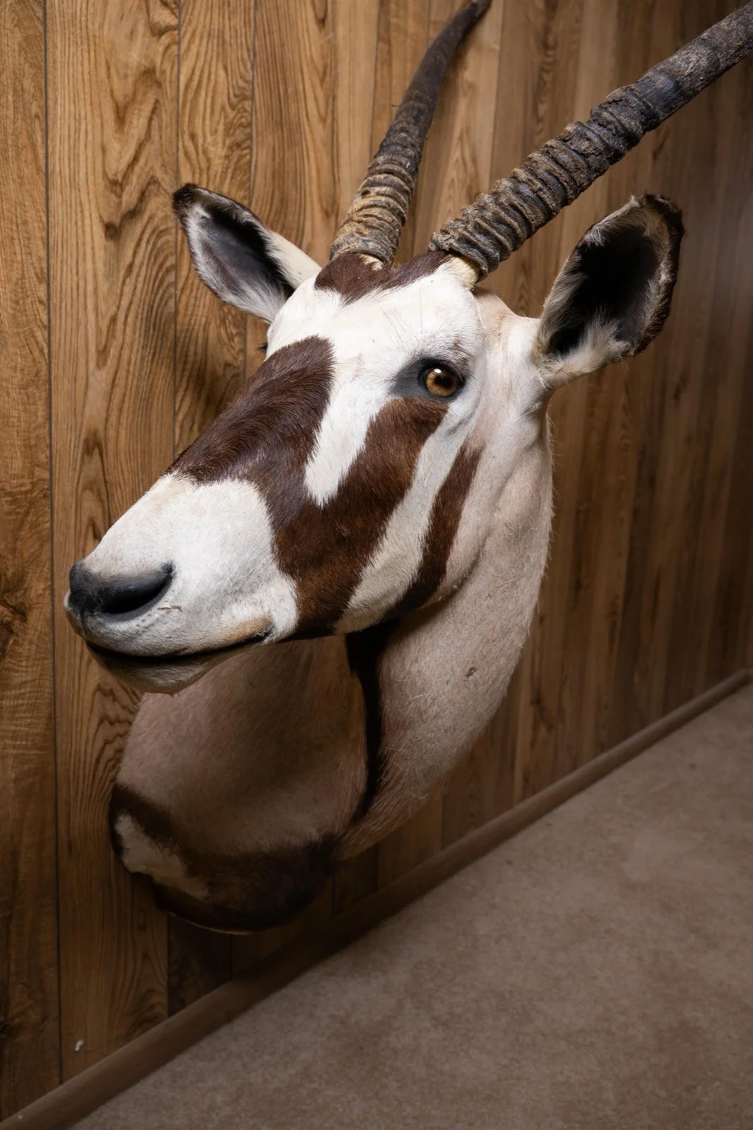 Gemsbok Oryx, sweep right turn shoulder mount, view 2