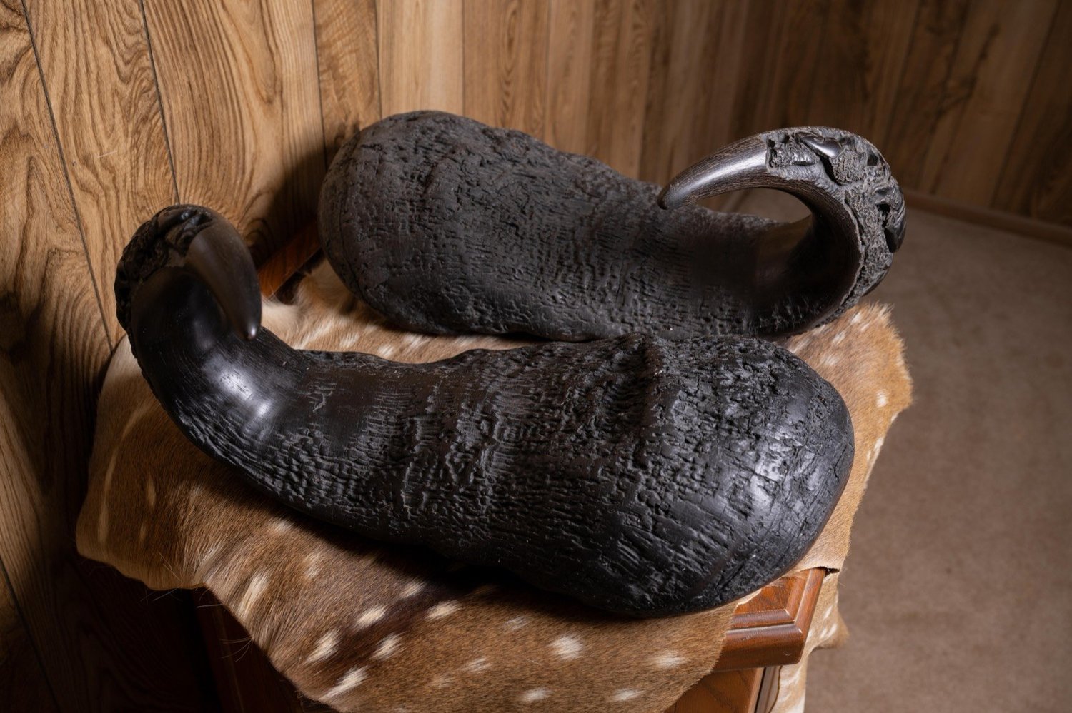 Cape Buffalo horns, 22", with carvings, view 1