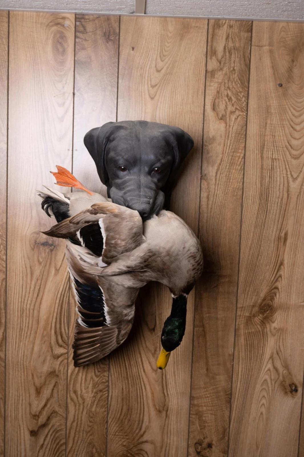 Bird dog head mounts with game birds, view 5