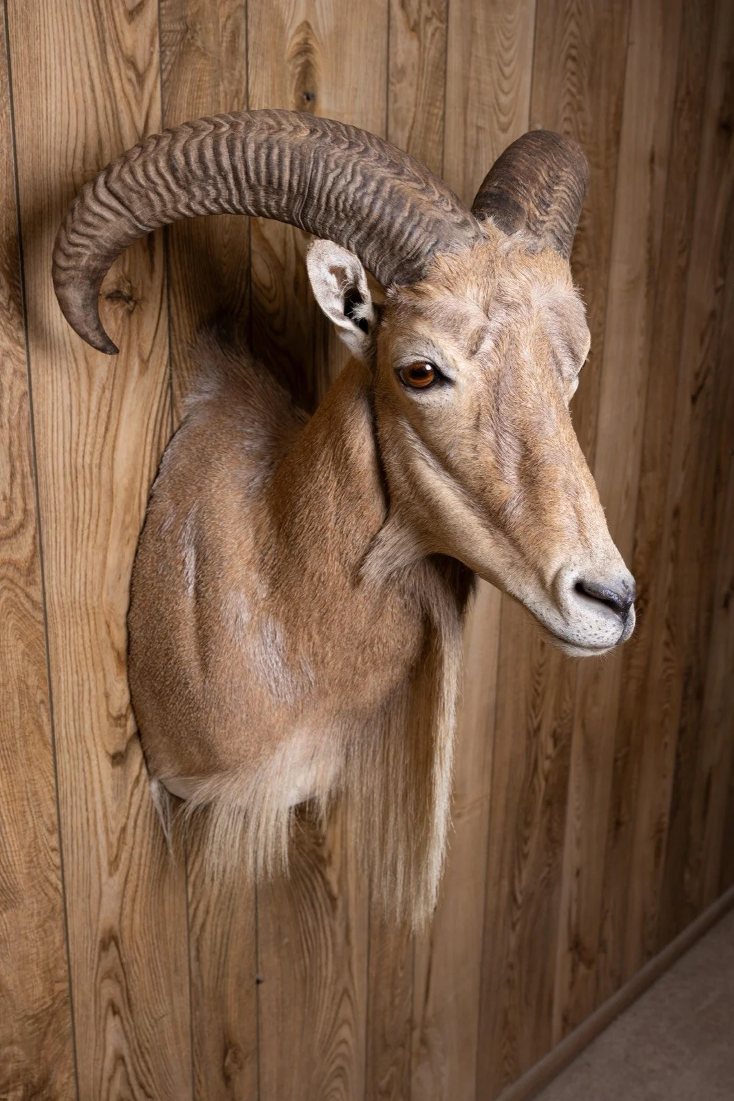 Aoudad / Barbary Sheep, view 3