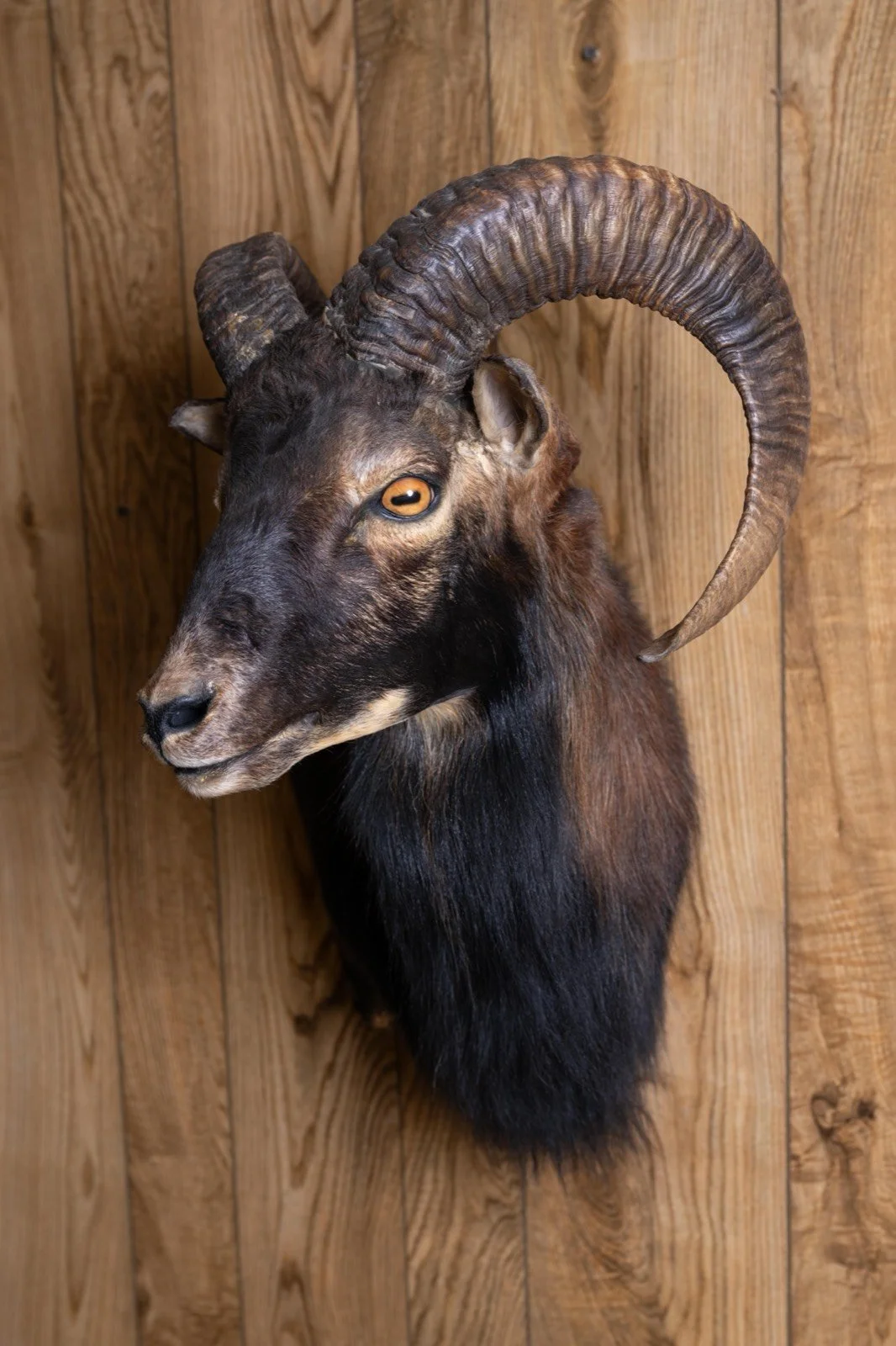 Black Corsican Sheep, wall pedestal, view 3