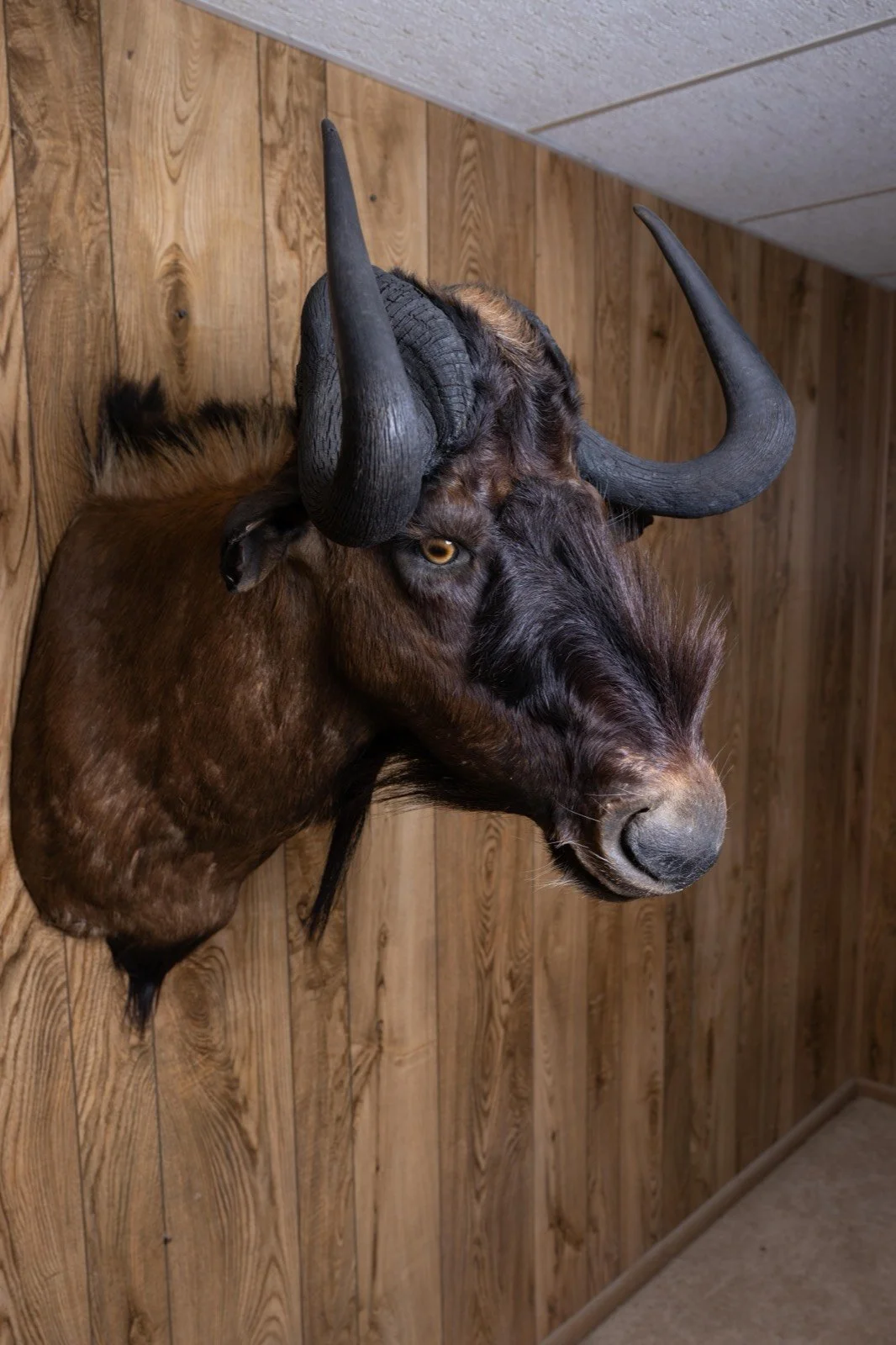 Black Wildebeest, view 3