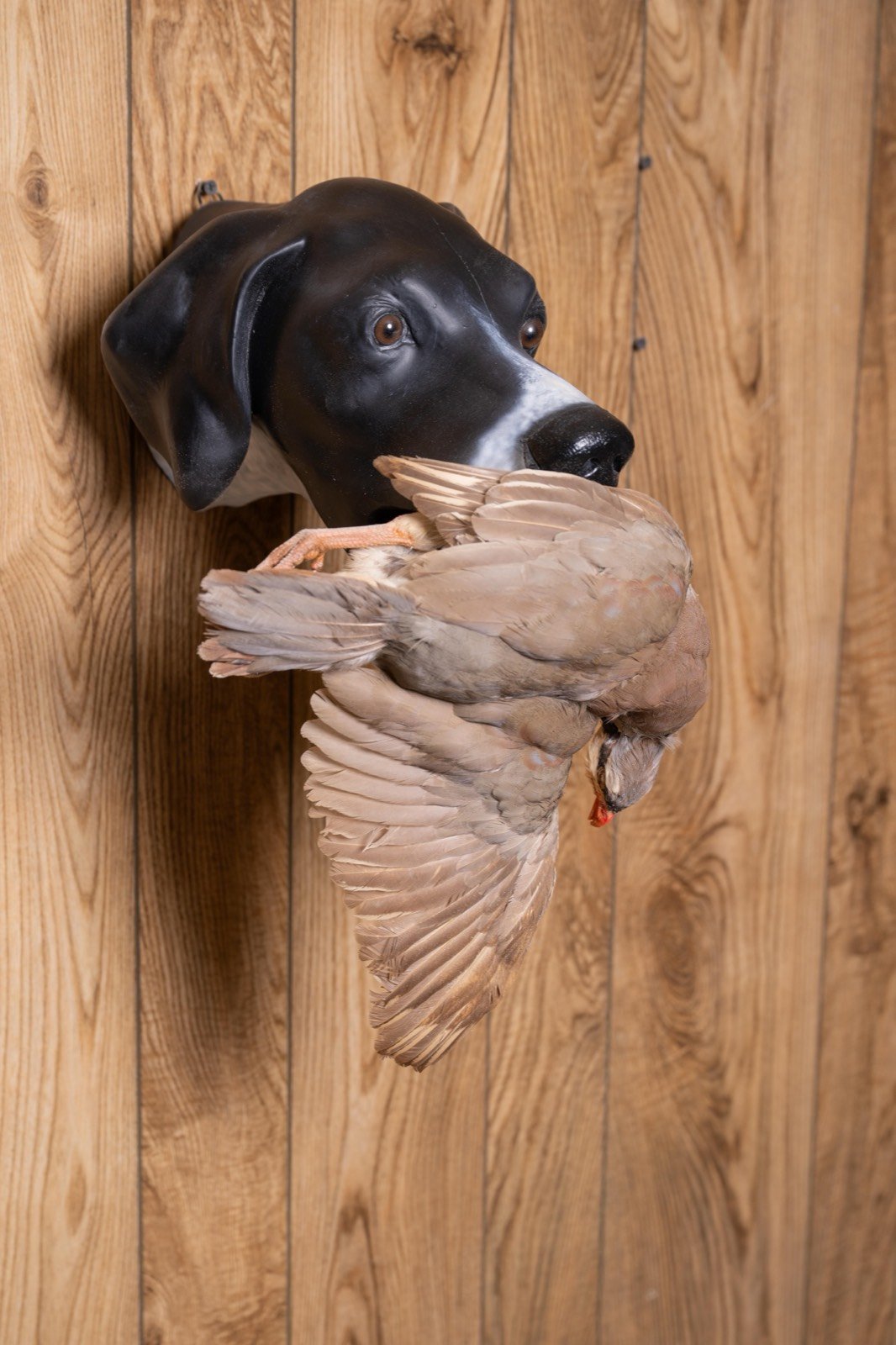 Bird dog head mounts with game birds, view 3