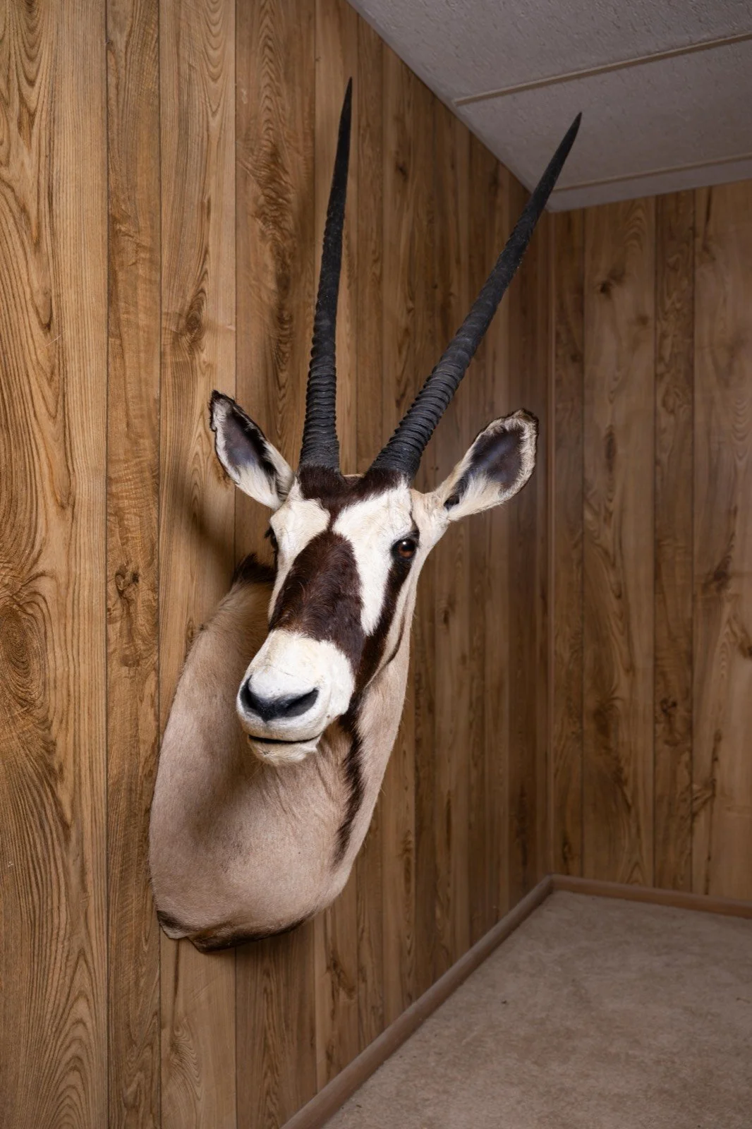 Gemsbok, sweep right turn shoulder mount, view 1