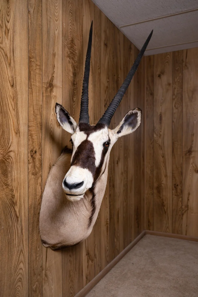 Gemsbok, sweep right turn shoulder mount