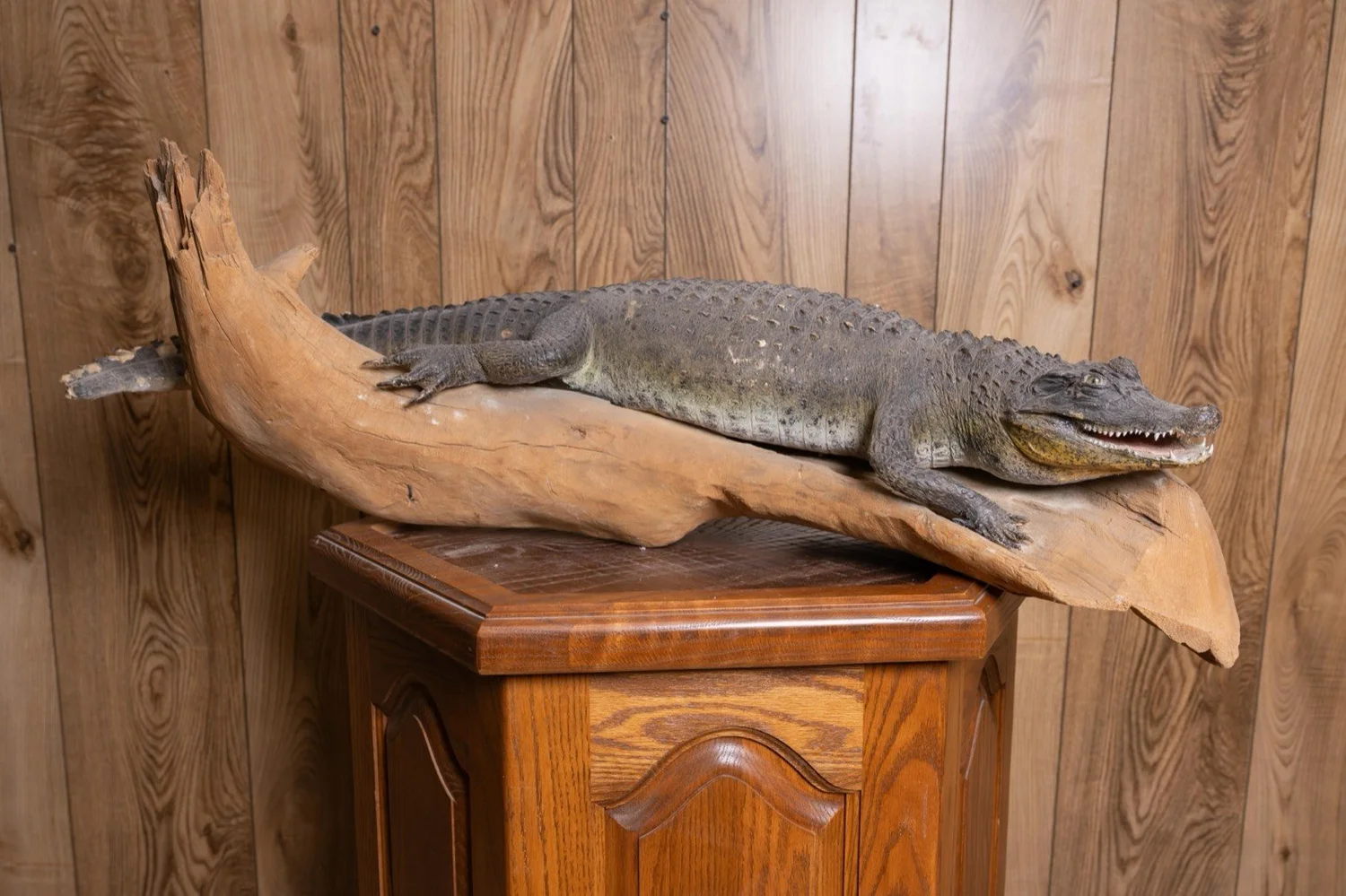Caiman Alligator, 40", on driftwood, view 2