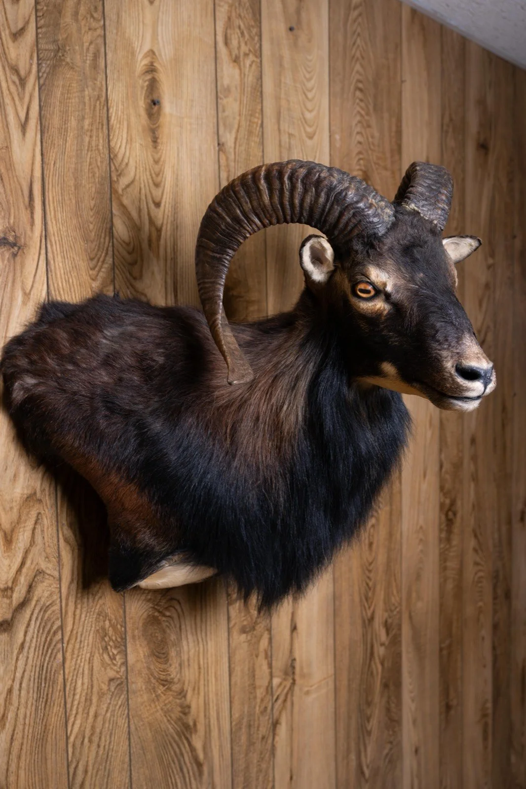 Black Corsican Sheep, wall pedestal, view 2