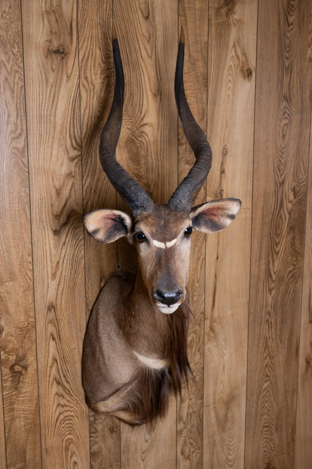 Nyala, straight upright shoulder mount, view 1