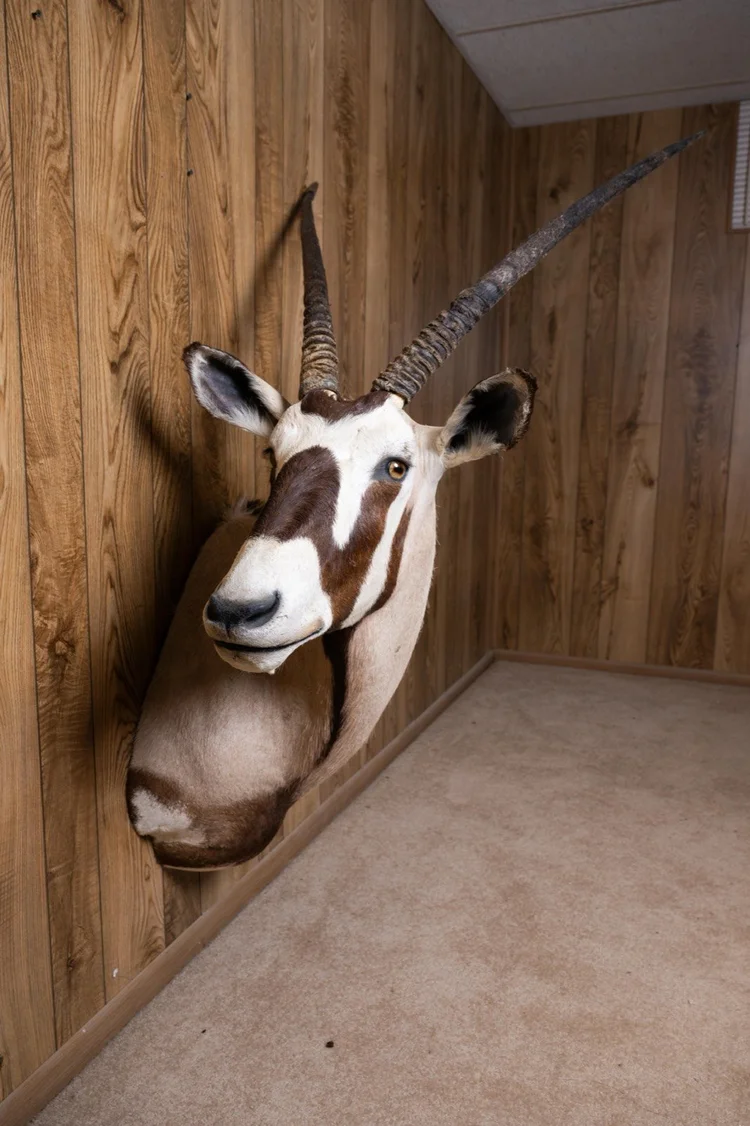Gemsbok Oryx, sweep right turn shoulder mount