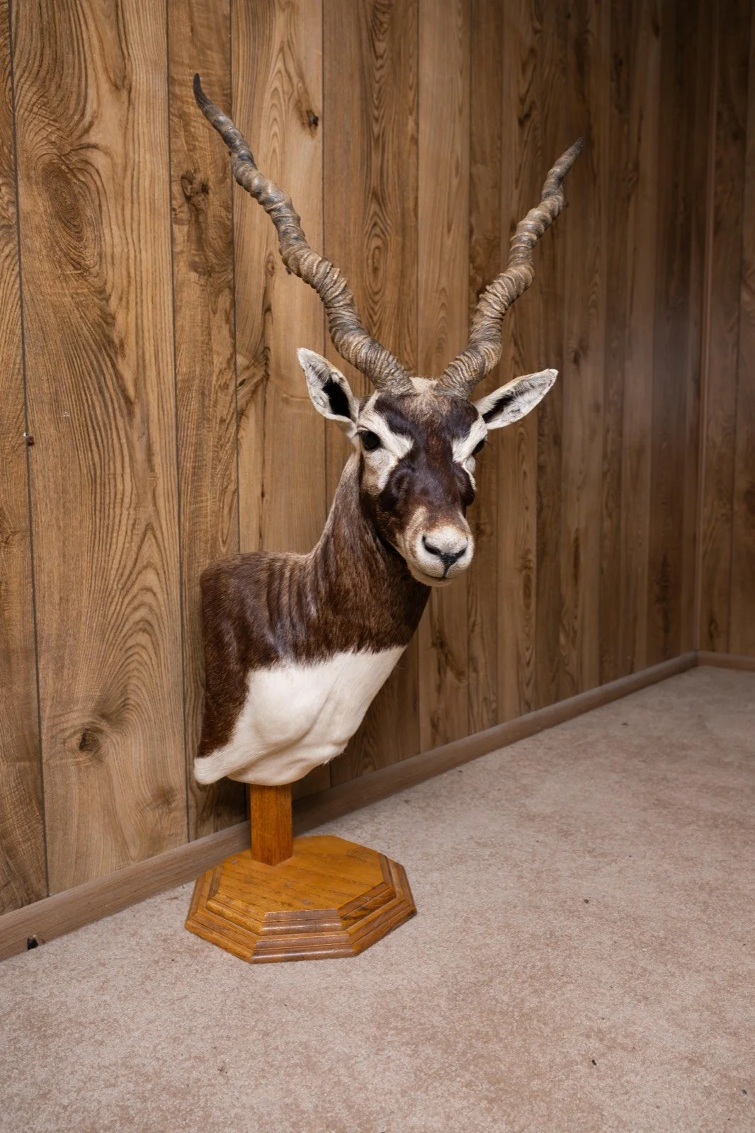Blackbuck, pedestal mount, view 1