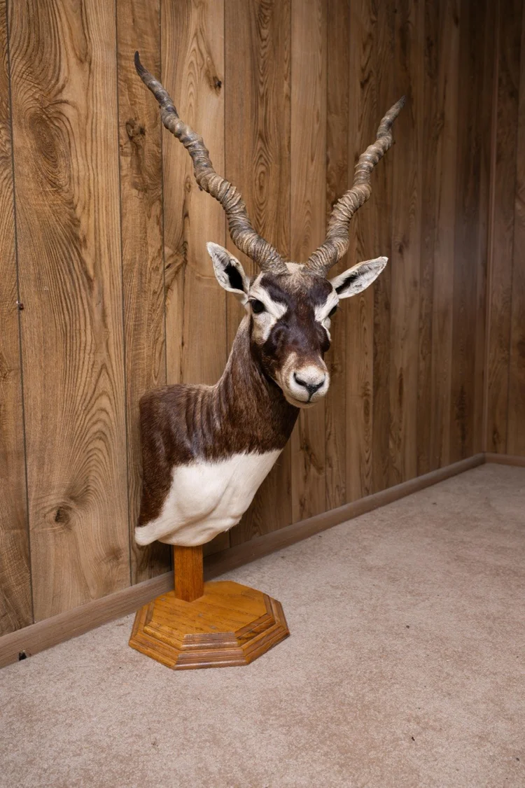 Blackbuck, pedestal mount