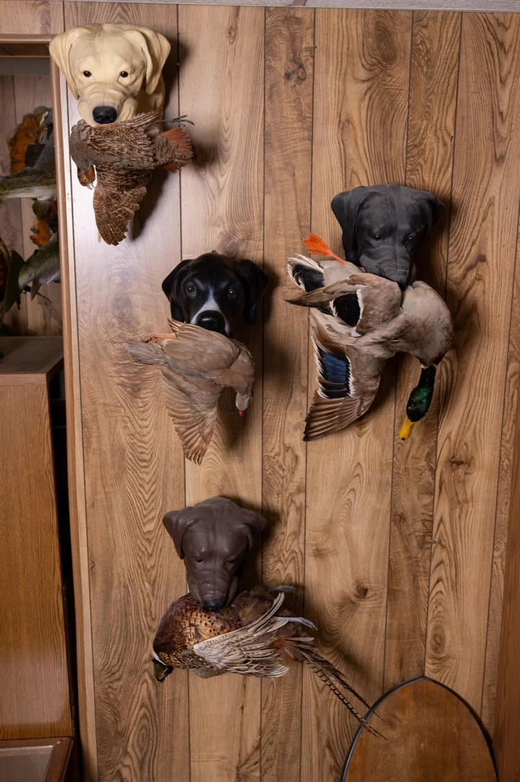 Bird dog head mounts with game birds
