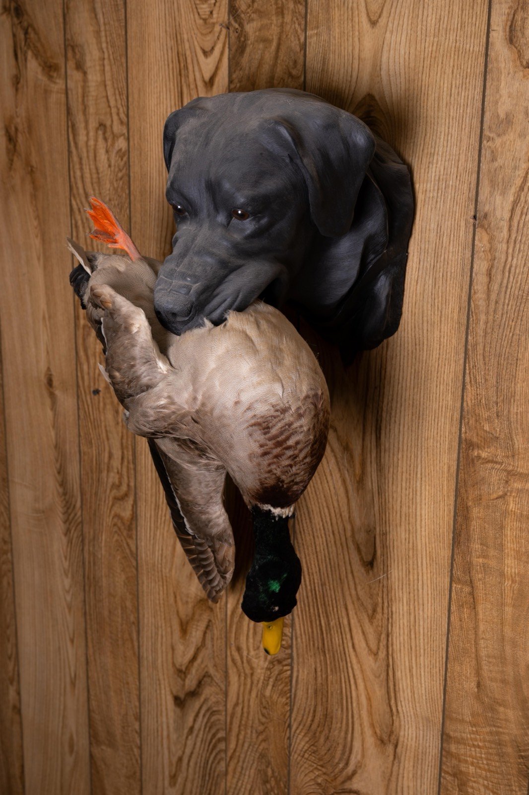Bird dog head mounts with game birds, view 9