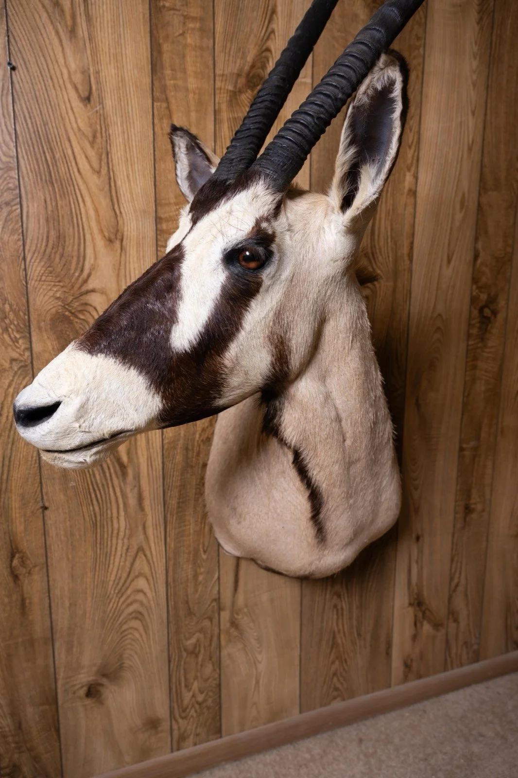 Gemsbok, sweep right turn shoulder mount, view 2