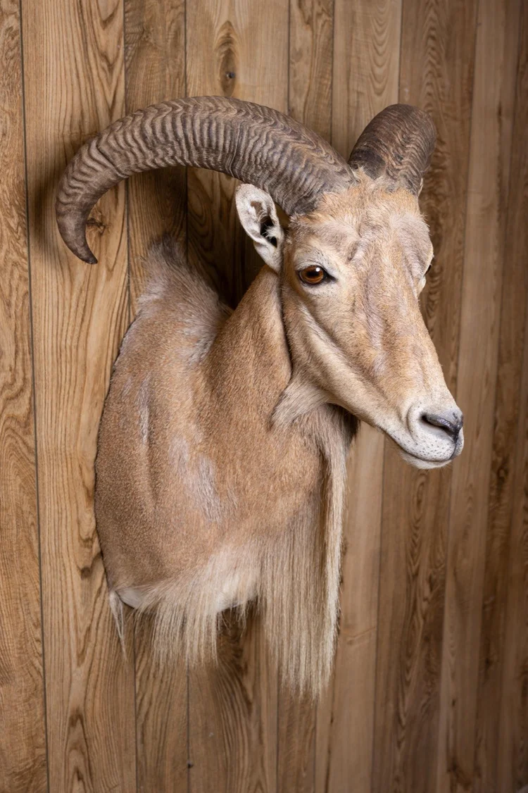 Aoudad / Barbary Sheep