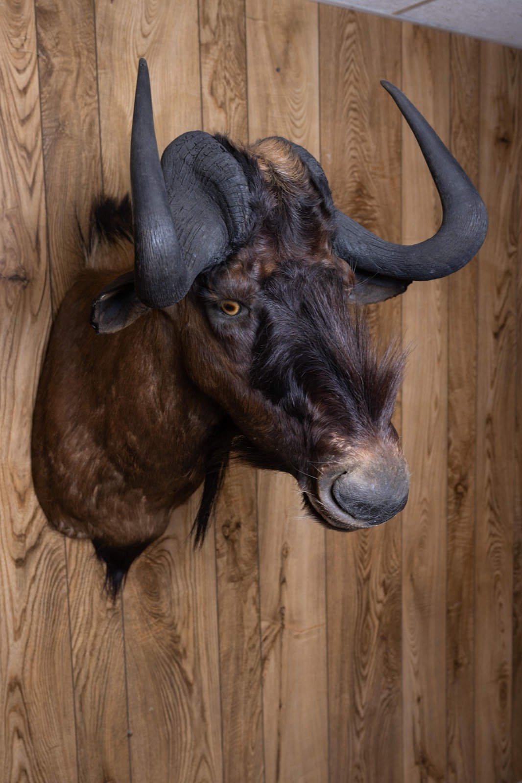 Black Wildebeest, view 1