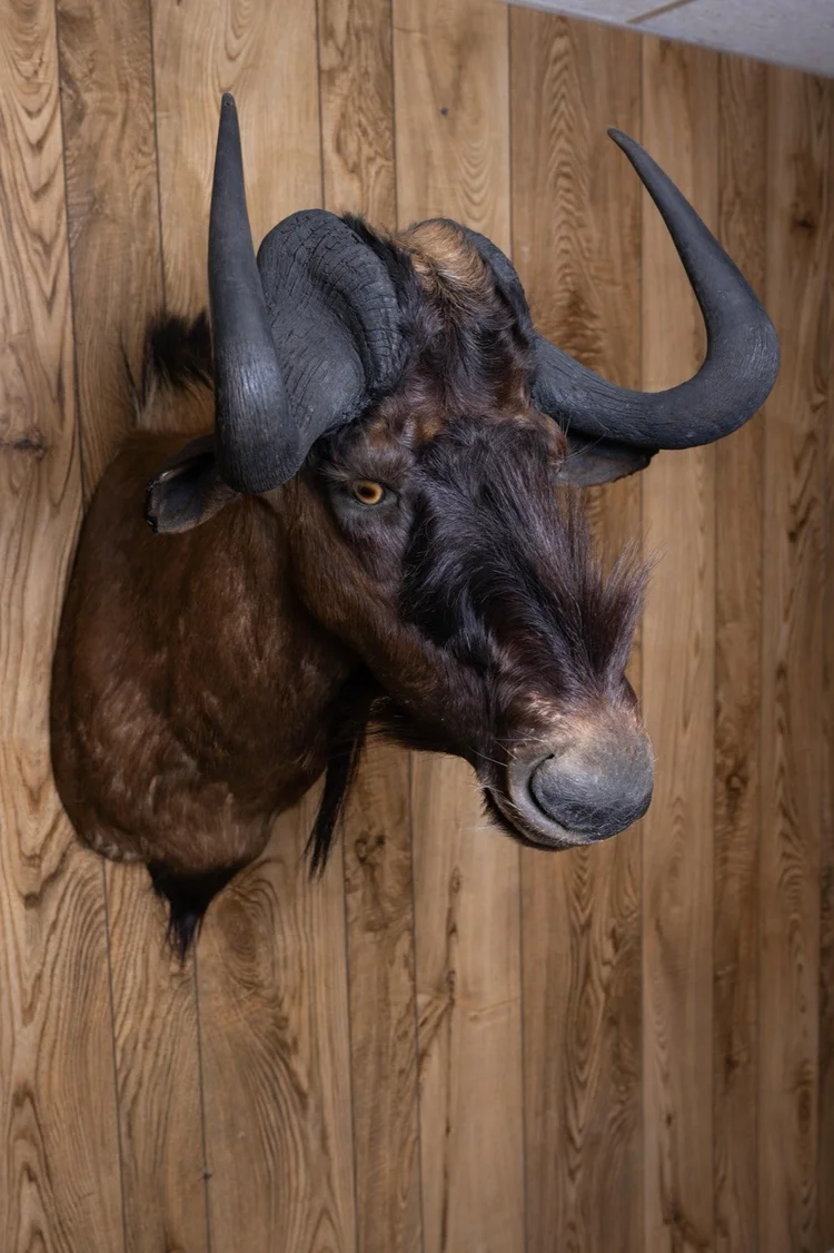 Black Wildebeest
