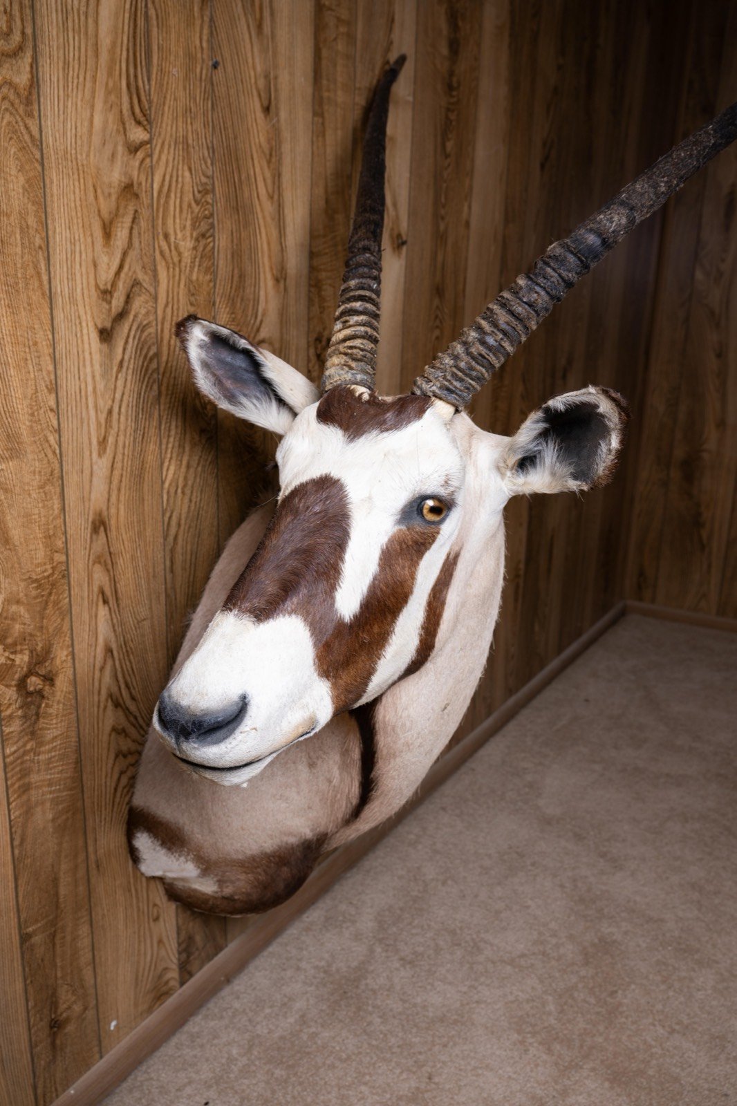 Gemsbok Oryx, sweep right turn shoulder mount, view 3
