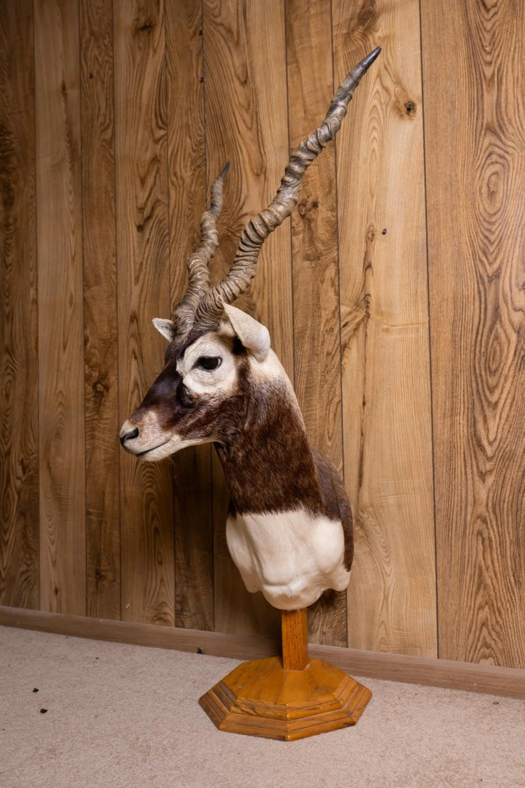 Blackbuck, pedestal mount, view 2