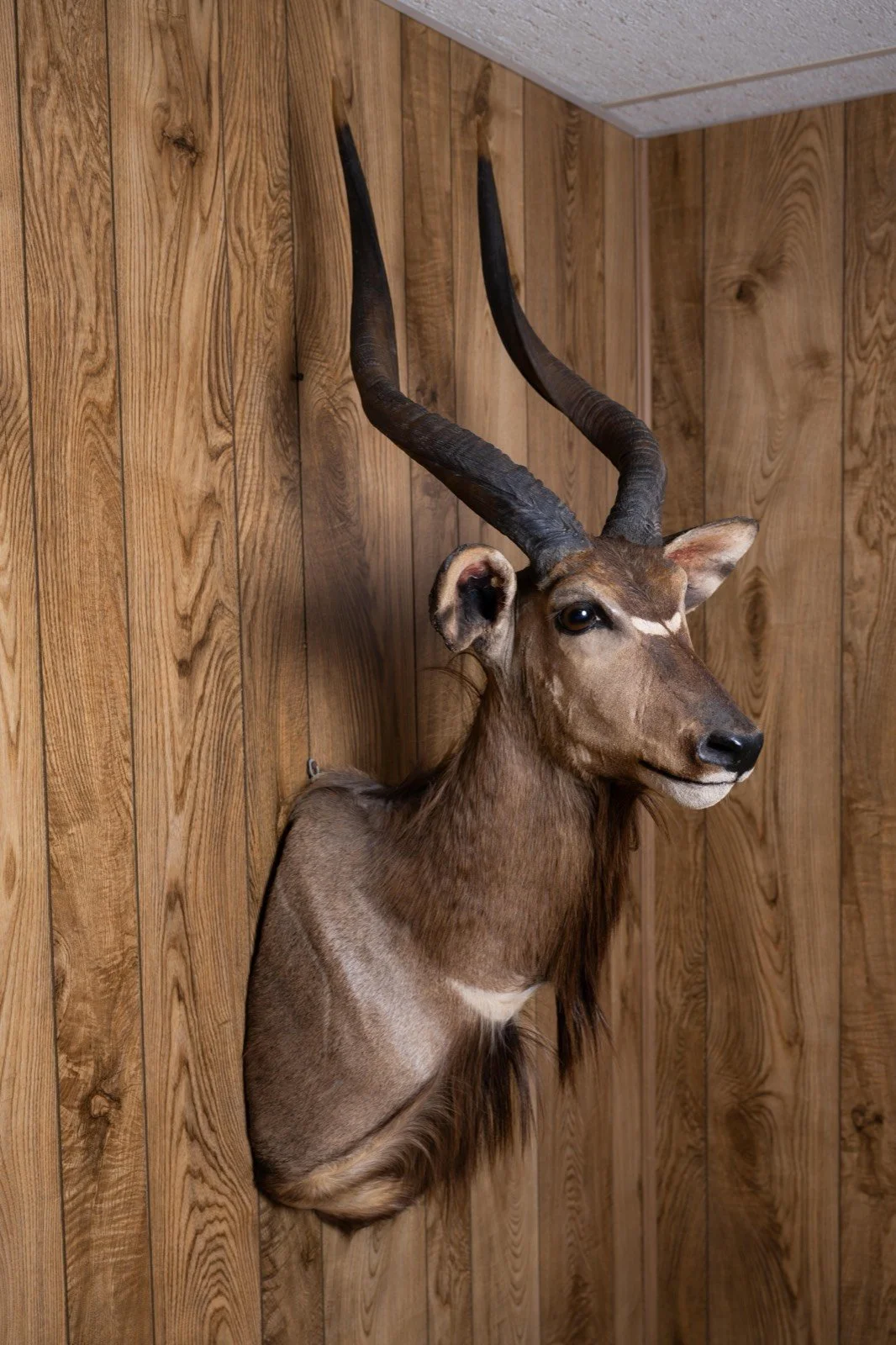 Nyala, straight upright shoulder mount, view 3
