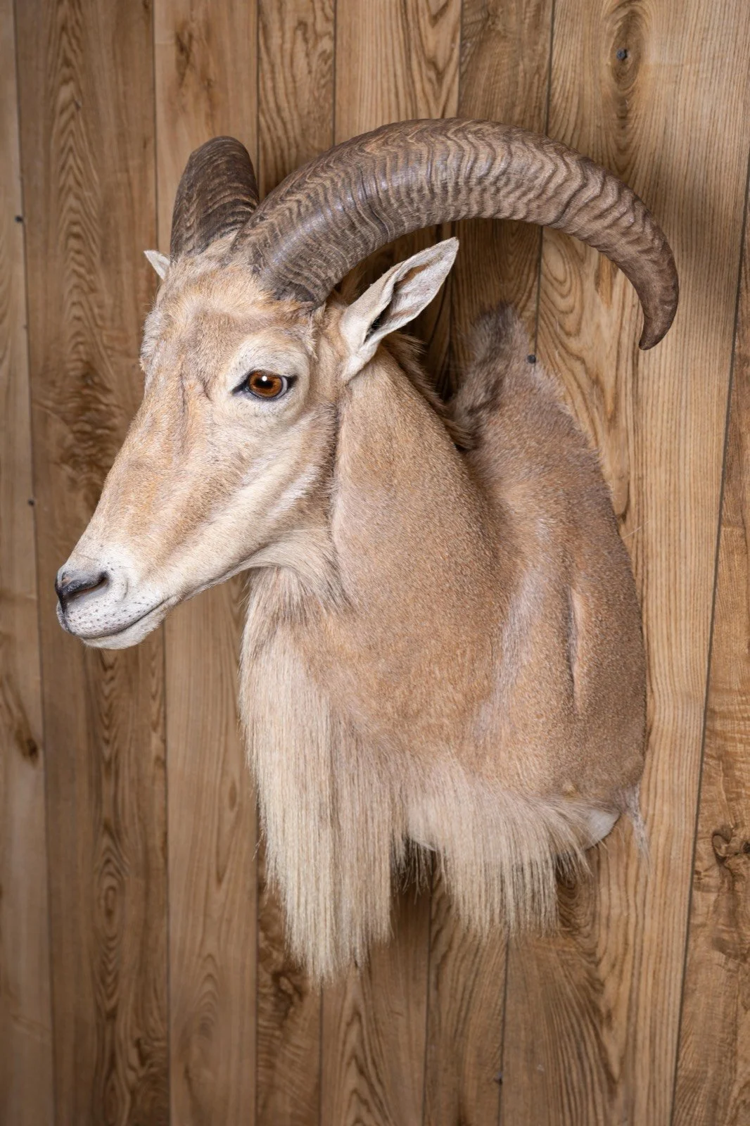 Aoudad / Barbary Sheep, view 2