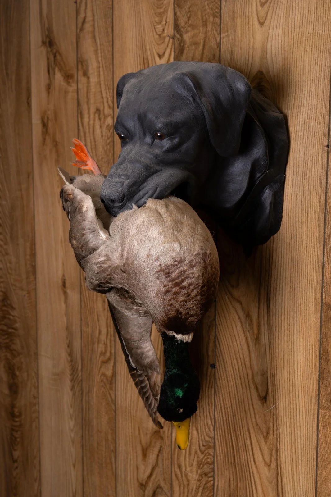 Bird dog head mounts with game birds, view 7