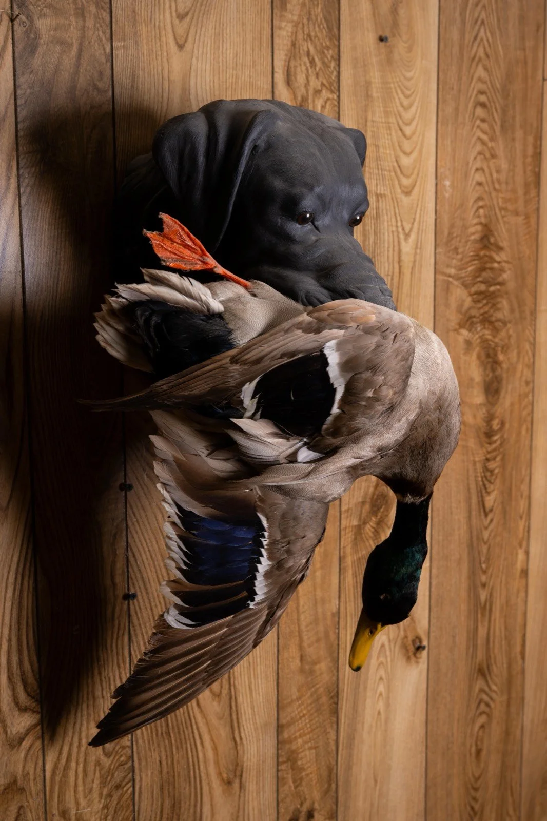 Bird dog head mounts with game birds, view 8