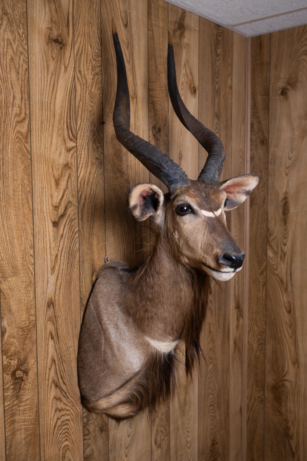 Nyala, straight upright shoulder mount, view 2