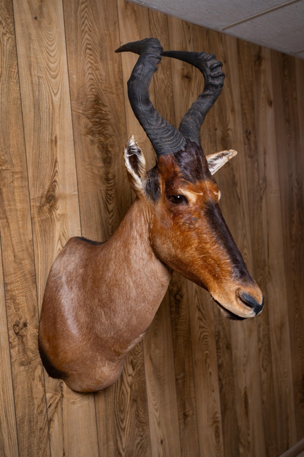 Red Hartebeest, straight shoulder mount, view 2