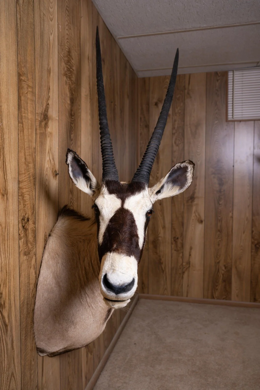 Gemsbok, sweep right turn shoulder mount, view 3