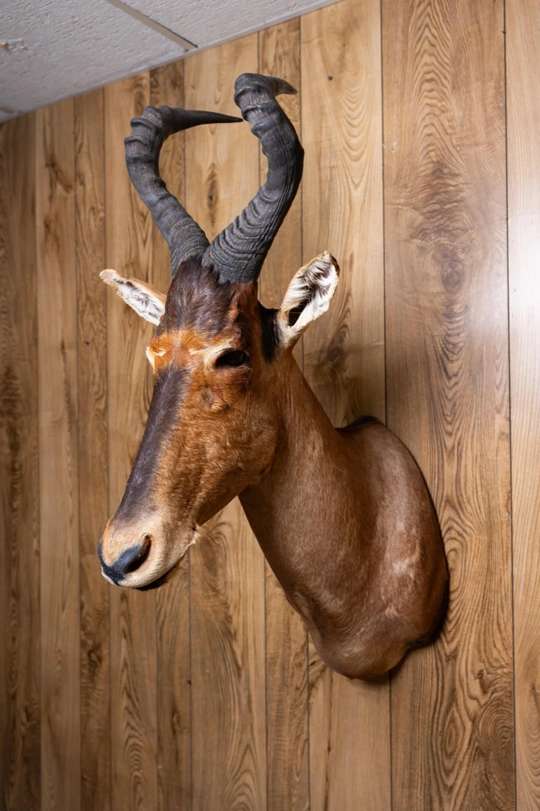Red Hartebeest, straight shoulder mount, view 3