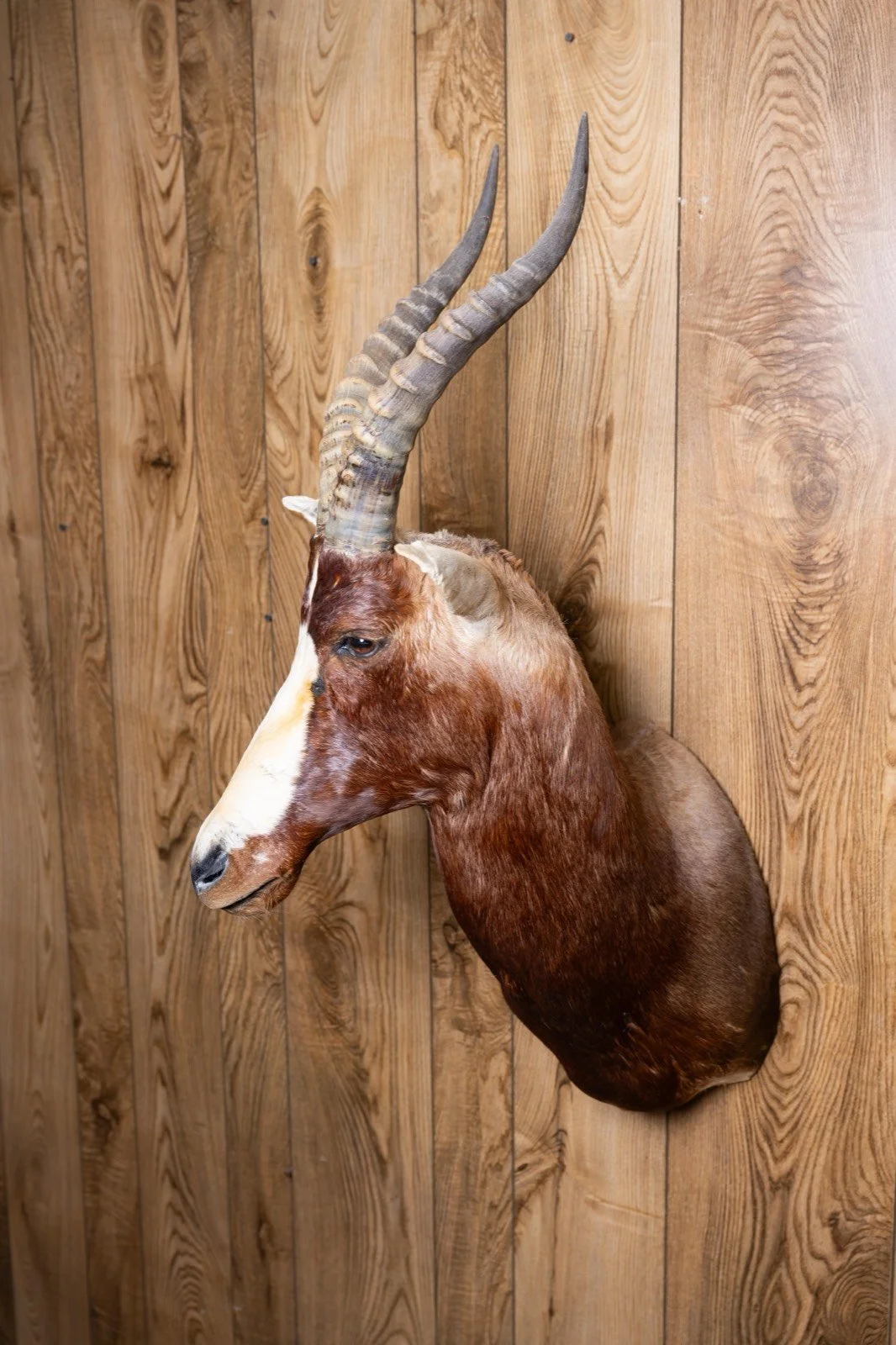 Blesbok, straight shoulder mount, view 1