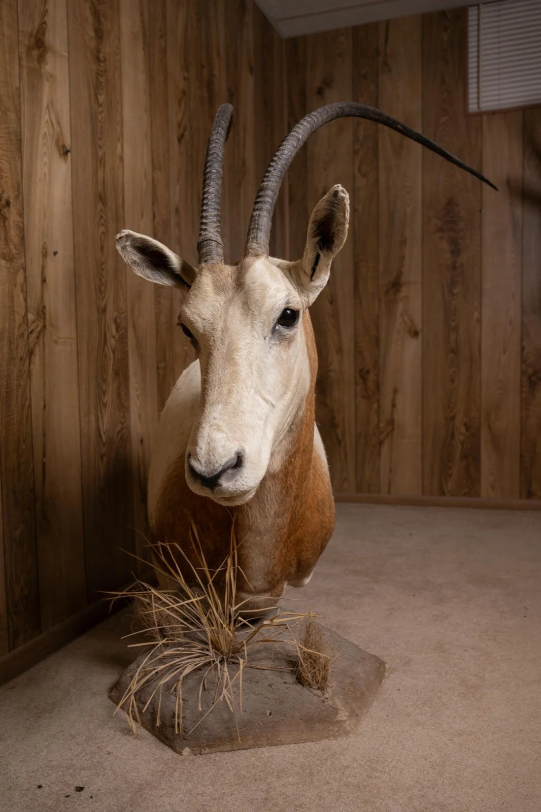Scimitar-horned Oryx, pedestal mount with habitat base, view 1