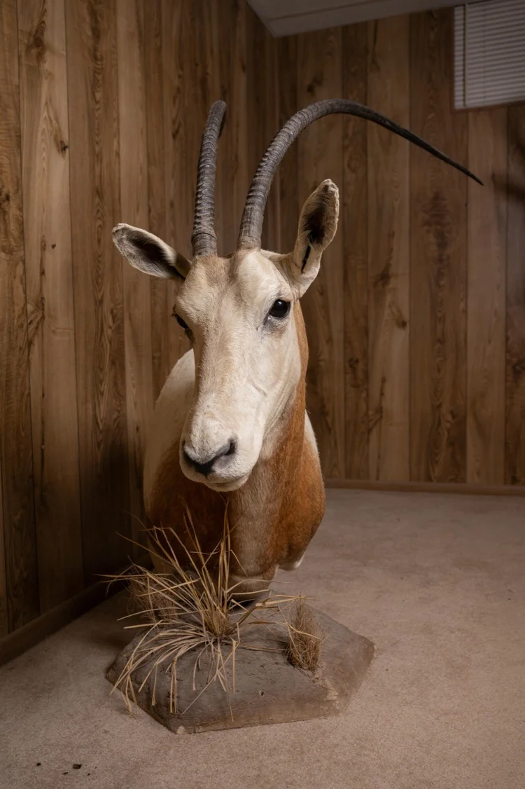 Scimitar-horned Oryx, pedestal mount with habitat base