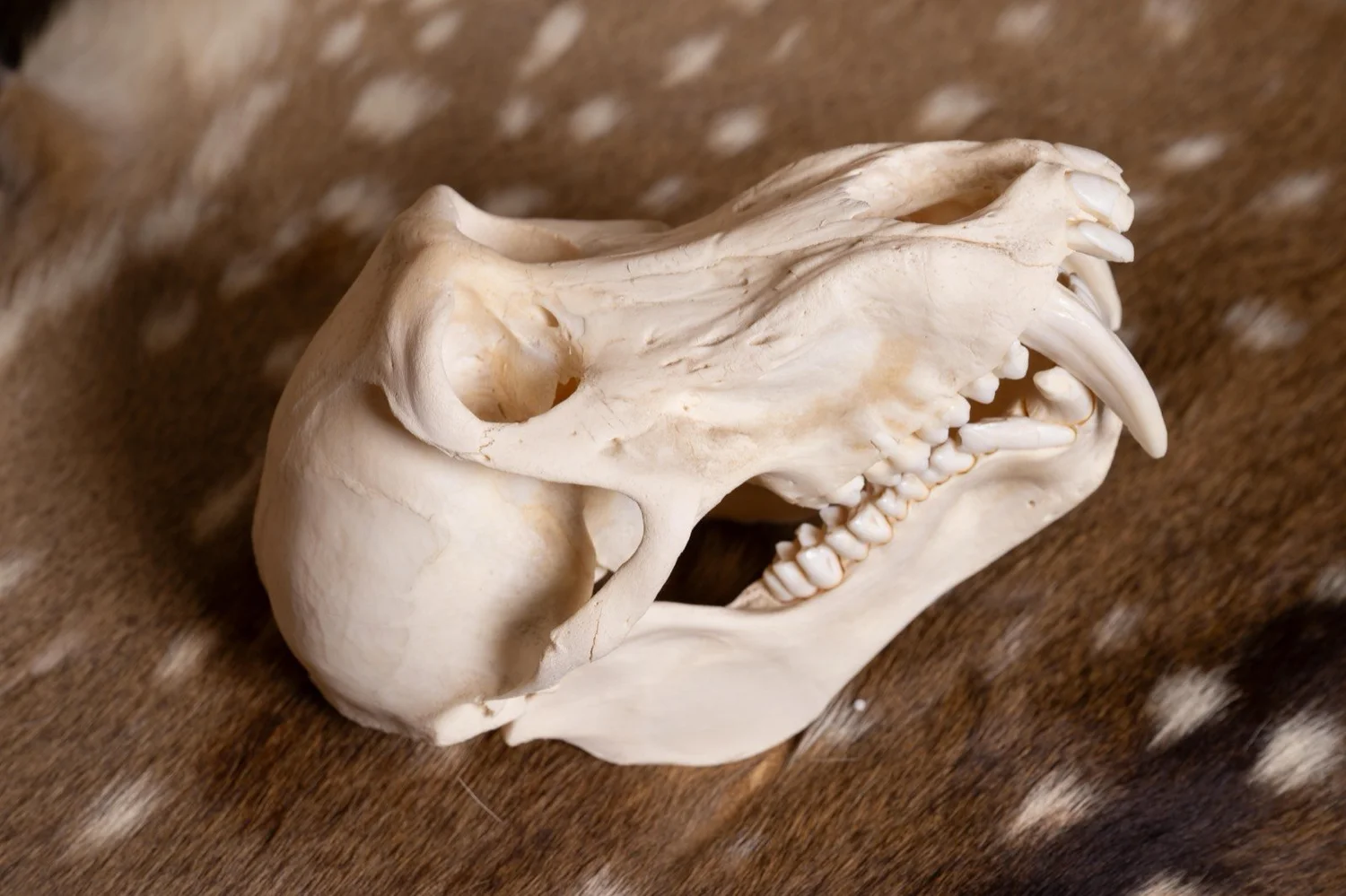 Baboon skull, view 4