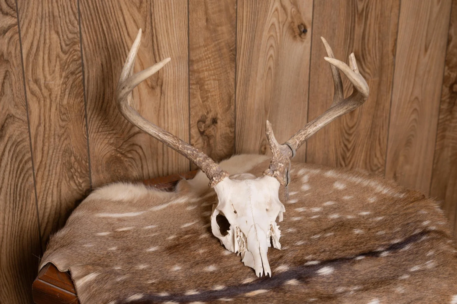 European mount deer skull, 7 point, view 1