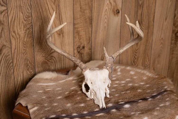 European mount deer skull, 7 point