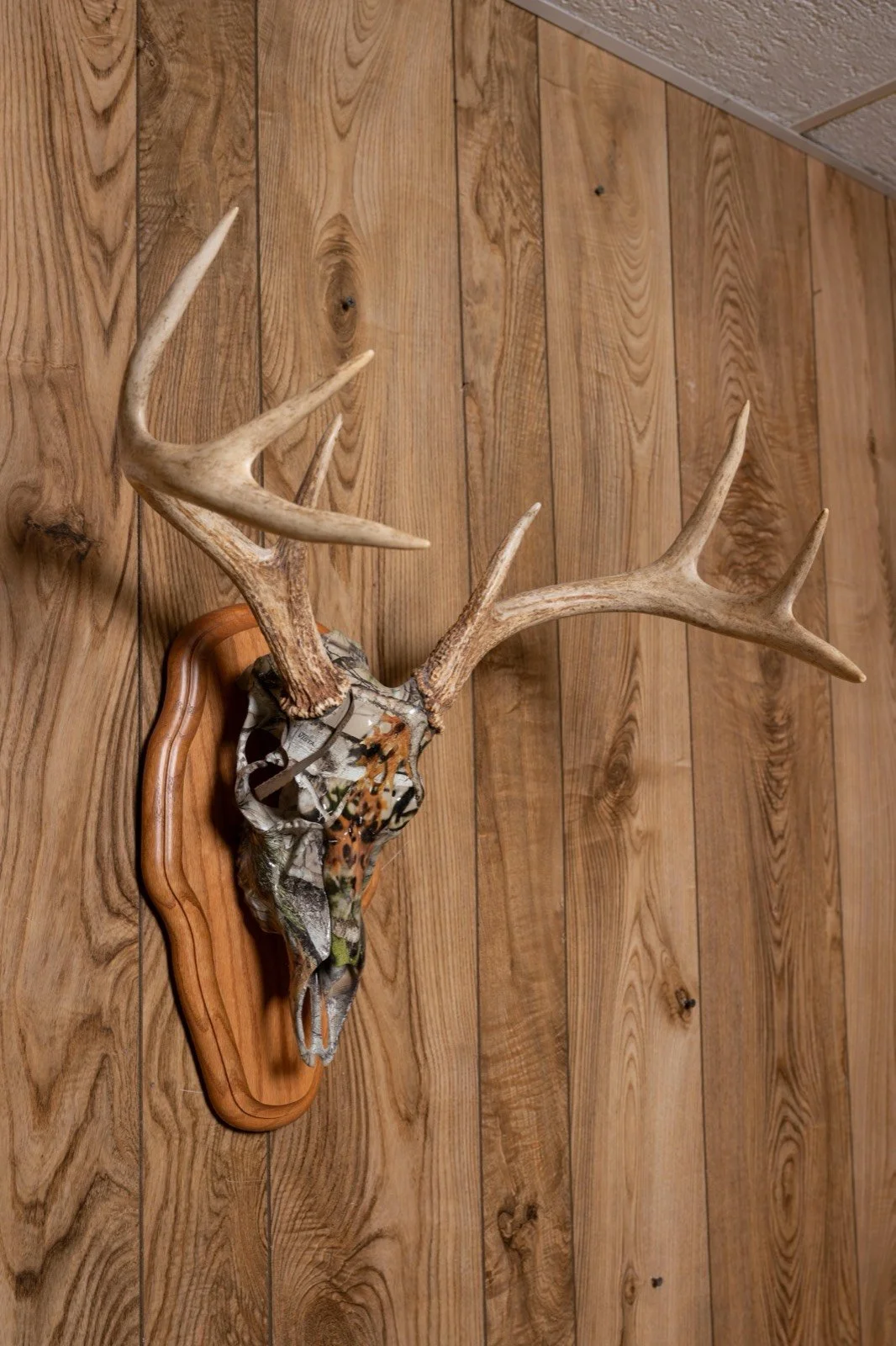 Camo-finished deer skull mount on oak panel, 8 point, view 2