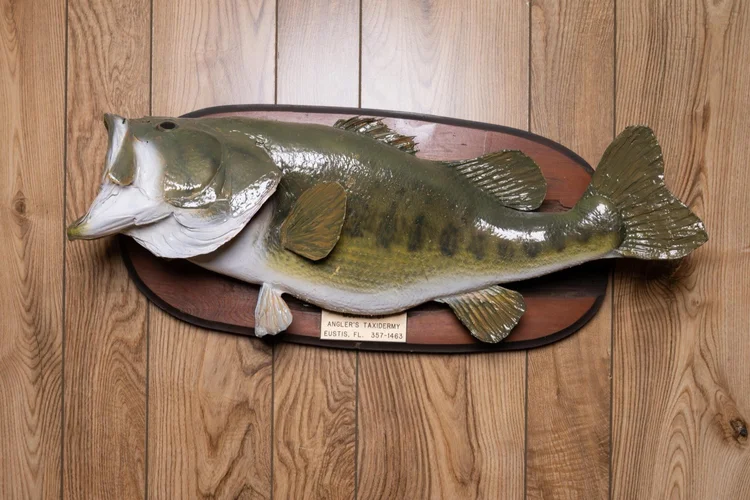 Largemouth Bass, 10 lbs, 25", oval plaque