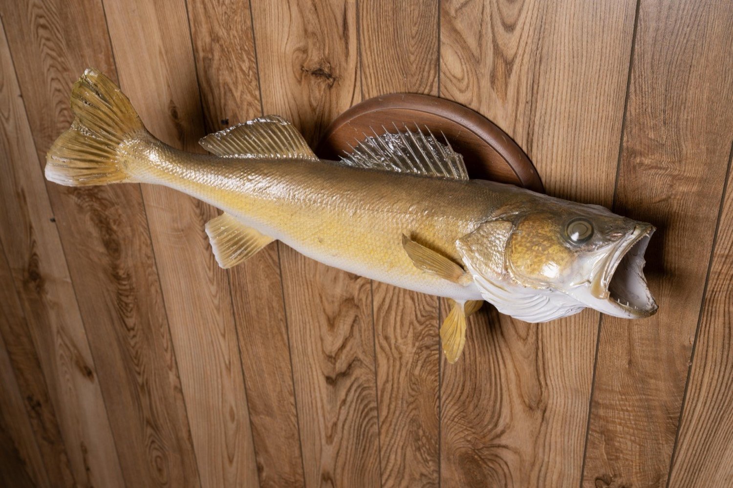 Walleye, 28", view 2