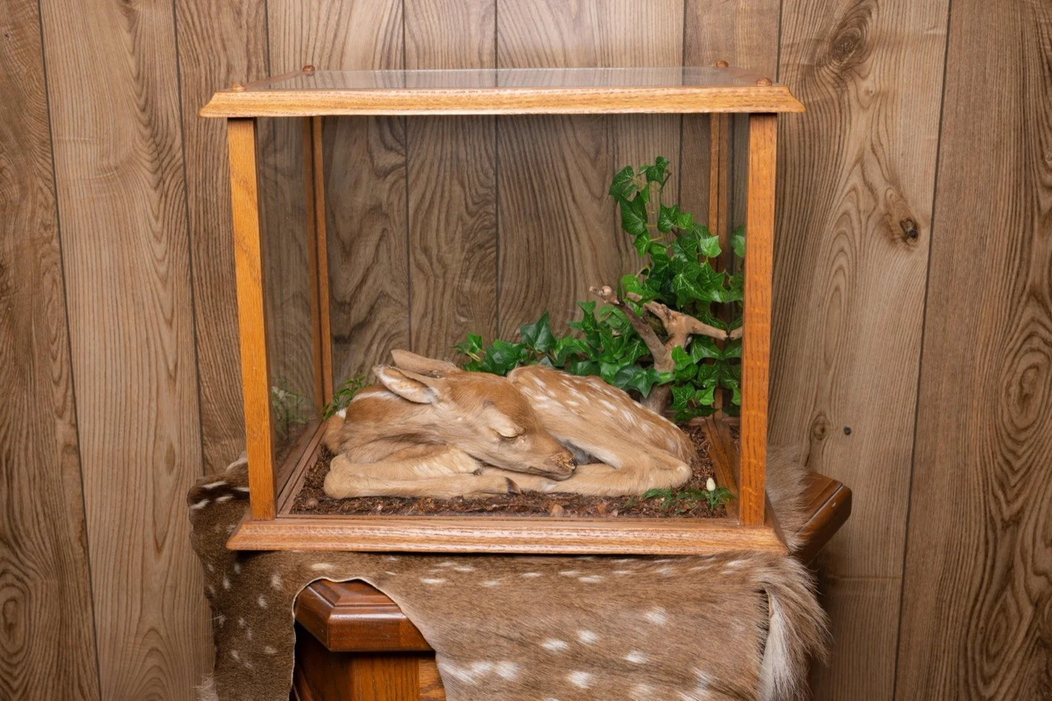 Fawn under glass in habitat case, view 4