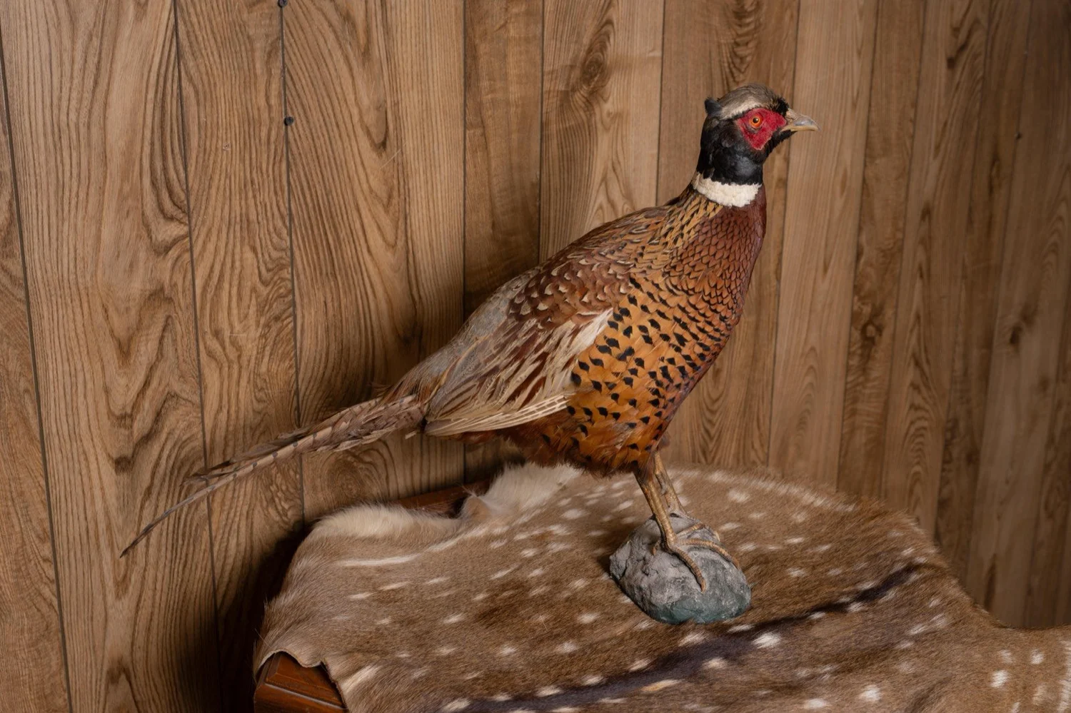 Ring-necked Pheasant, view 3