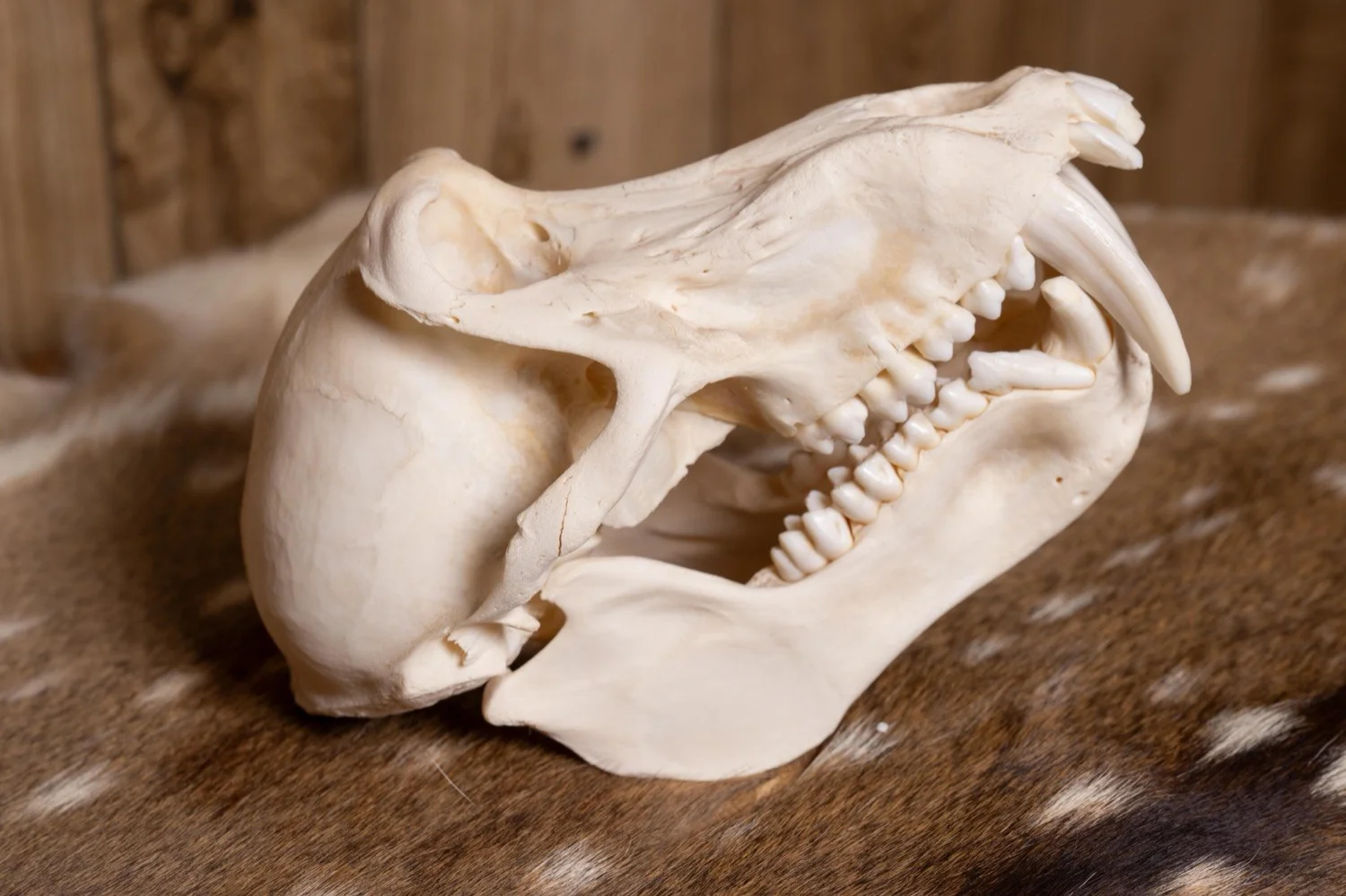 Baboon skull, view 3