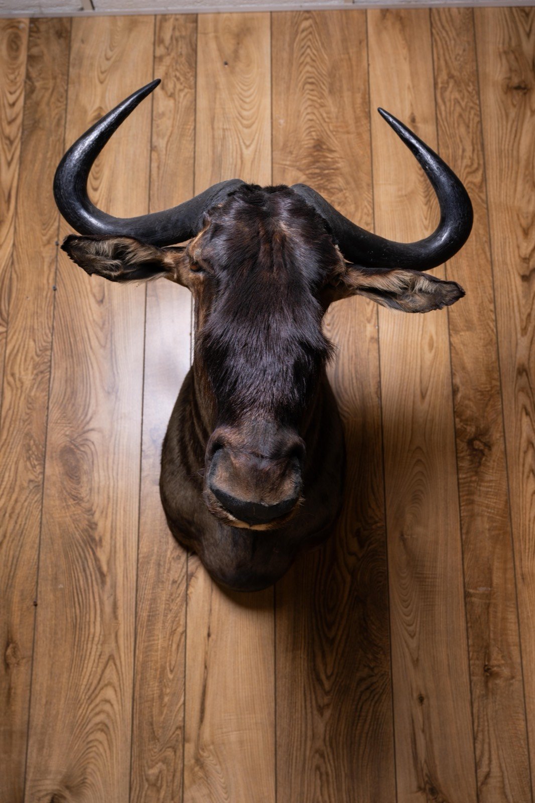 Blue Wildebeest, view 2