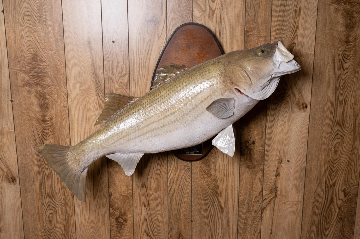 Striped Bass, 32.5 lbs, 40", view 5