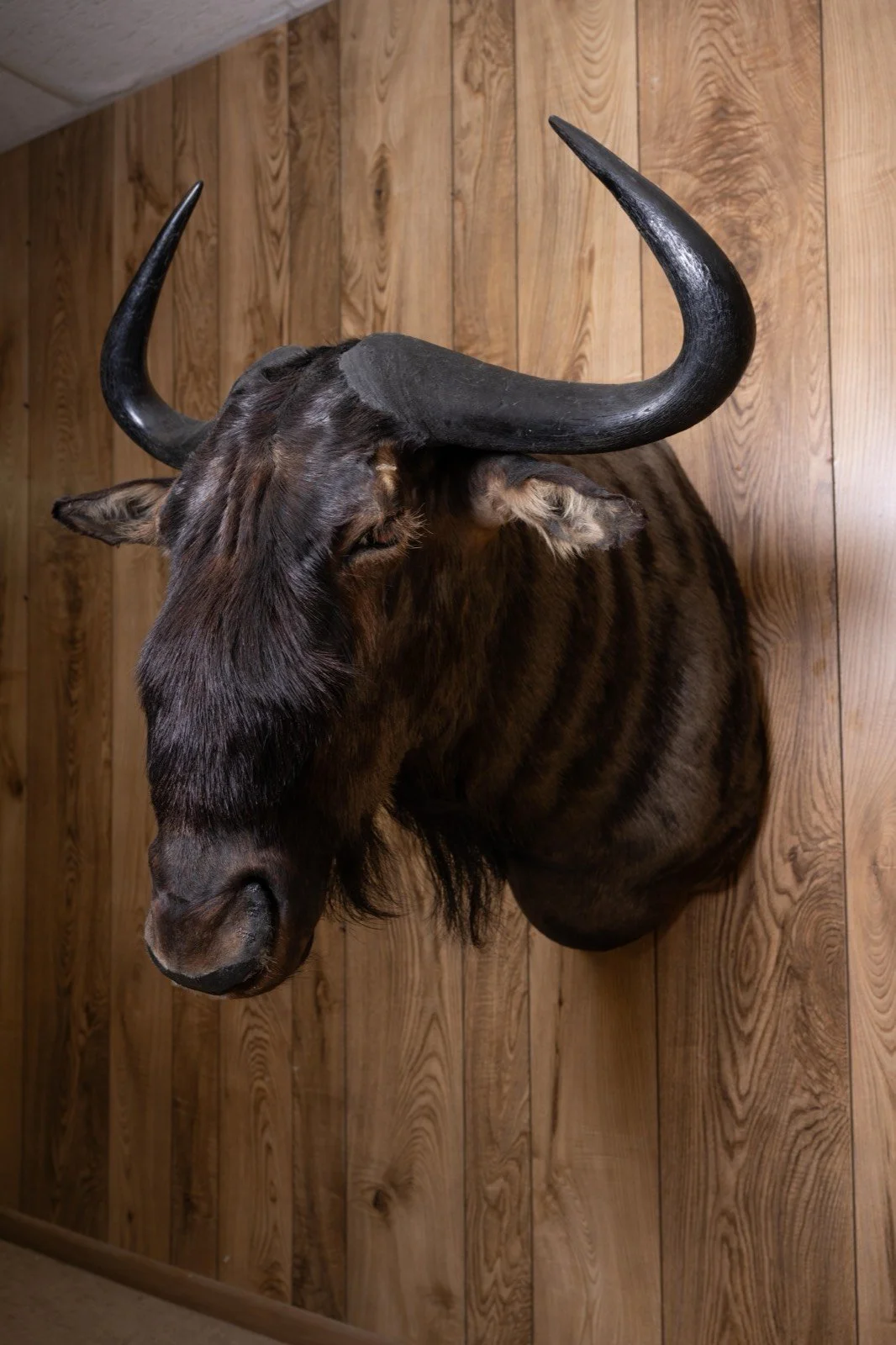 Blue Wildebeest, view 3