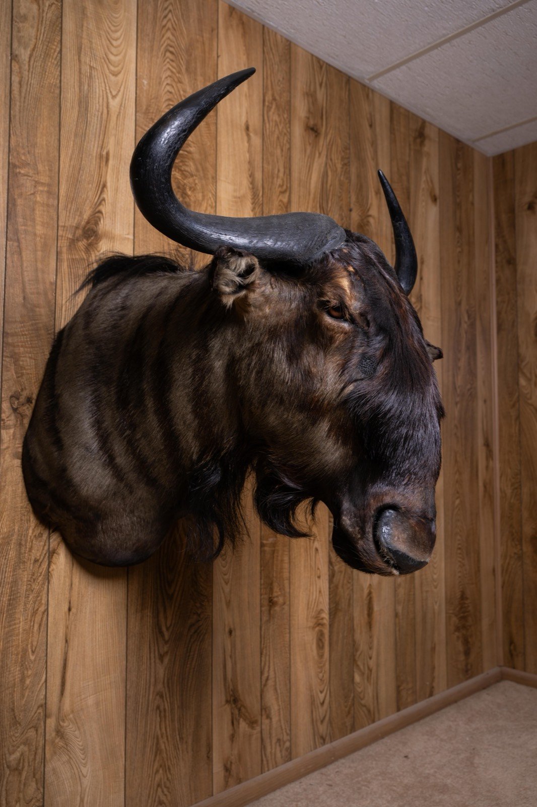 Blue Wildebeest, view 1