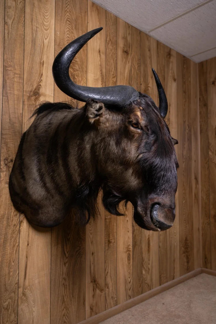 Blue Wildebeest