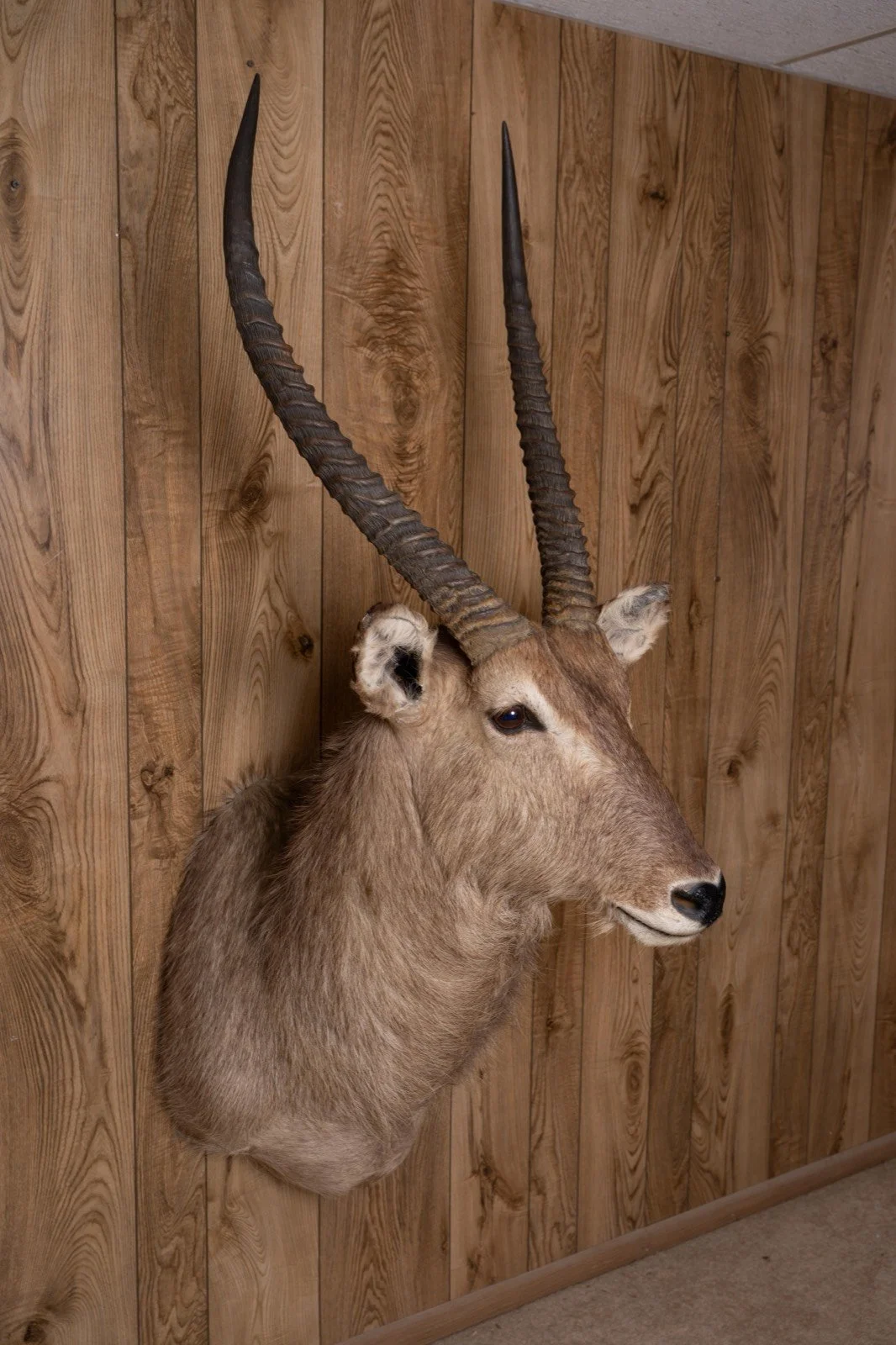 Waterbuck, slight left turn shoulder mount, view 3