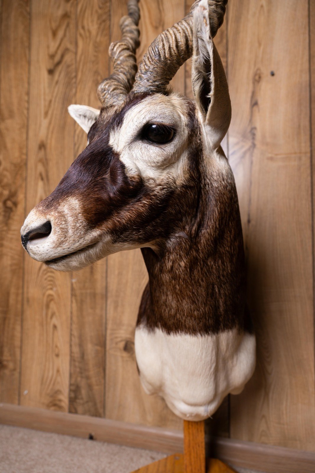Blackbuck, pedestal mount, view 4